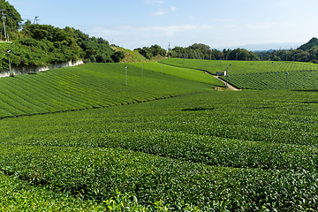 Image showing Tea plantation farm