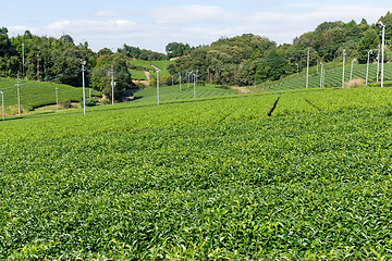 Image showing Beautiful tea plantation