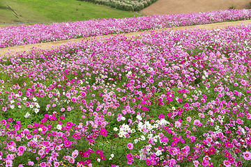 Image showing Cosmos flowers in the garden