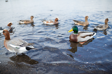 Image showing Ducks in lake