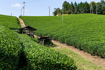 Image showing Beautiful fresh green tea plantation