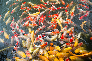 Image showing Koi fish in pond