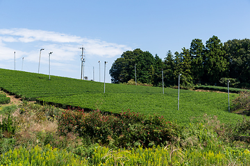 Image showing Green Tea farm