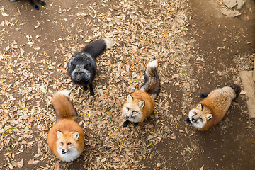 Image showing Many fox looking for snack