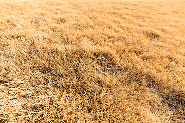 Image showing Cluster straw