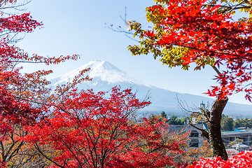 Image showing Fujiyama and maple tree