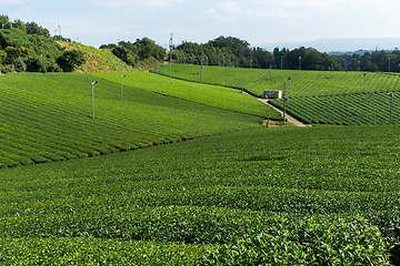 Image showing Tea plantation