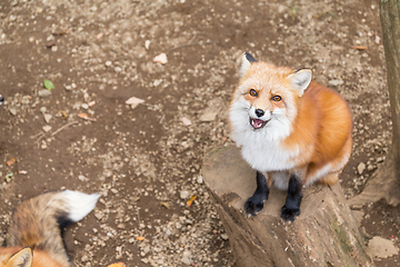 Image showing Lovely fox