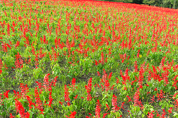 Image showing Garden with Salvia plant