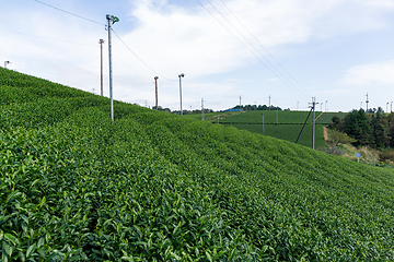 Image showing Fresh green tea plantation field