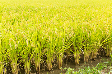 Image showing Rice field