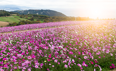 Image showing Beautiful Cosmos with sunlight