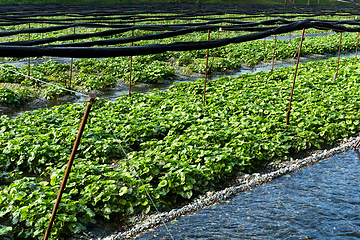 Image showing Wasabi plant