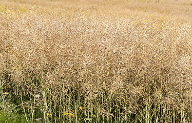 Image showing ripe rape pods