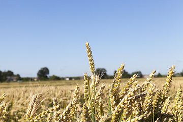 Image showing almost ripe wheat