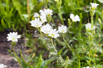 Image showing white flowers