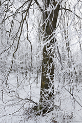 Image showing winter frosts