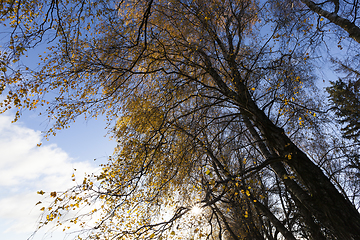 Image showing Beech in autumn
