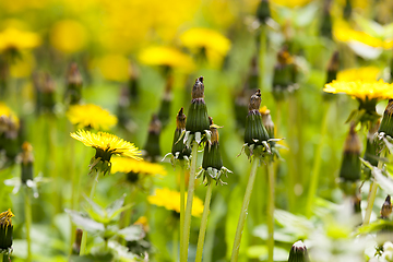 Image showing Dandelions in the spring meadow