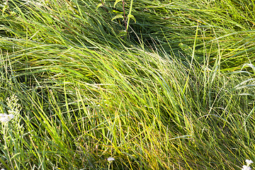 Image showing forest grass