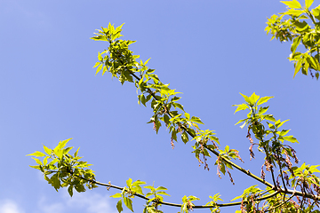 Image showing Blossoming maple