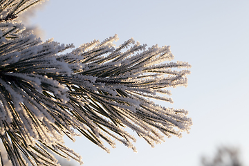 Image showing branch in snow