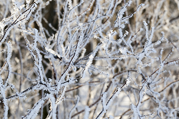 Image showing covered with hoarfrost tree