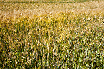 Image showing green and yellow barley