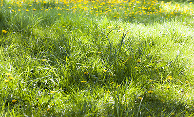 Image showing green grass