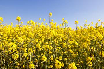 Image showing rape during flowering