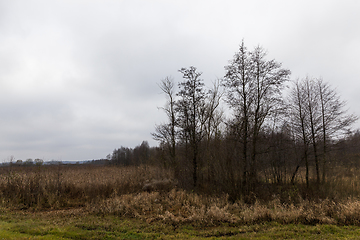 Image showing Autumn birches