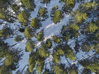 Image showing Aerial view of winter forest.