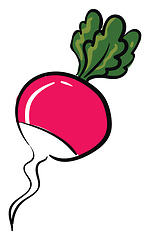 Image showing Pink radish, vector or color illustration.