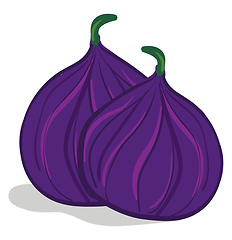 Image showing Two fresh, exotic fig fruits, vector or color illustration. 