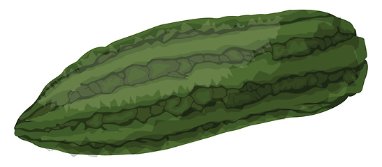 Image showing Green bitter melonvector illustration of vegetables on white bac