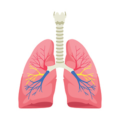 Image showing Human lungs anatomy vector illustration on white background.