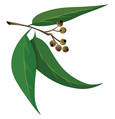 Image showing Eucalyptus leaves, vector or color illustration.