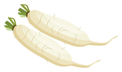 Image showing White radish roots vector illustration of vegetables on white ba