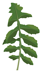 Image showing Green ruccola leaf vector illustration of vegetables on white ba