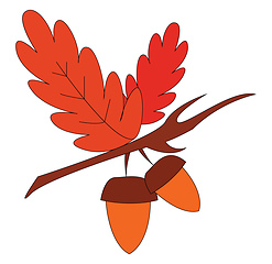 Image showing Two oak nuts with red leaves on branch print vector on white bac