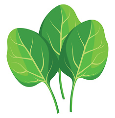 Image showing Green spinach leafs vector illustration of vegetables on white b