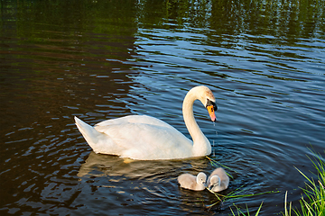 Image showing Swan with little swans