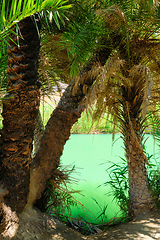 Image showing Palm forest. Crete island, Greece