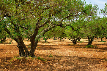 Image showing Olive trees Olea europaea in Crete, Greece for olive oil production