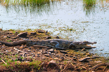 Image showing Snub Nosed Marsh Crocodile mugger crocodile Crocodylus palustris