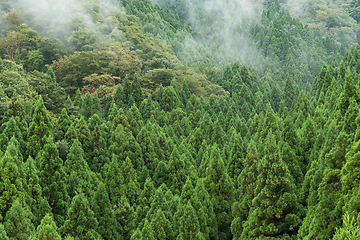 Image showing Green forest