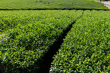 Image showing Tea Plantation