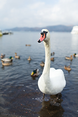 Image showing Swan at lake