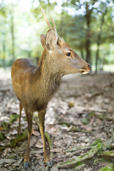 Image showing Deer at park