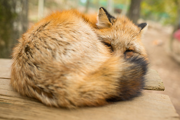 Image showing Red sleeping close up